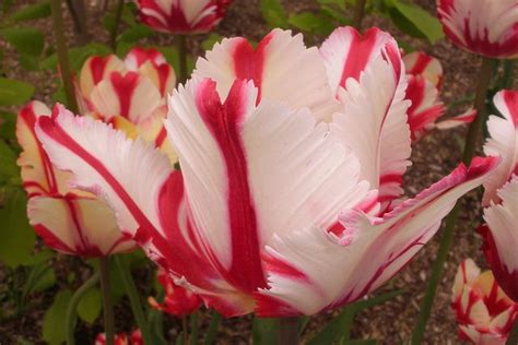 Candy Cane Parrot Tulip | Tulips, Parrot tulips, Beautiful flowers