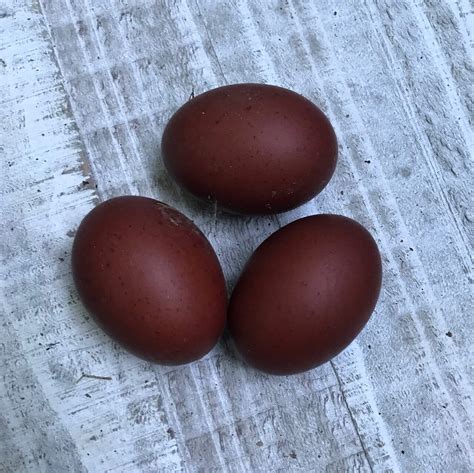 Black Copper Marans Hatching Eggs - Farm Store - Sadie-Girl Farm