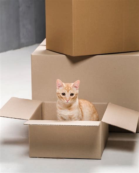 Premium Photo | Adorable little cat inside of cardboard box