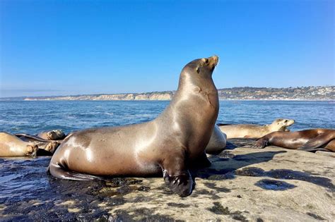 Wildlife and Sea Life That Live Off California's Coast