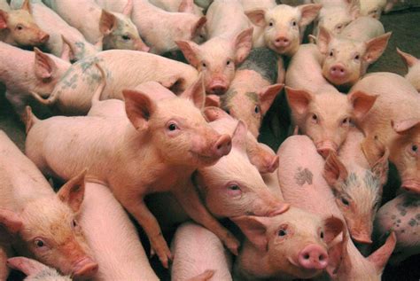 Tyson Foods Drops Pig Farm Over Video Of Alleged Animal Abuse | Business Insider India