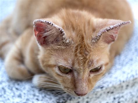 גזזת חתולים: תסמינים וטיפול בפטרת שעוברת גם לבני אדם | Happy Garden