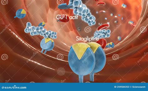 Pancreatic -Cell Electrical Activity and Insulin Secretion Stock ...