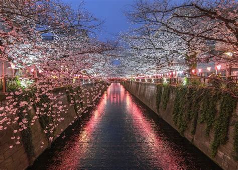 20 Places In 2020 To Hanami In Style For The Cherry Blossom Season