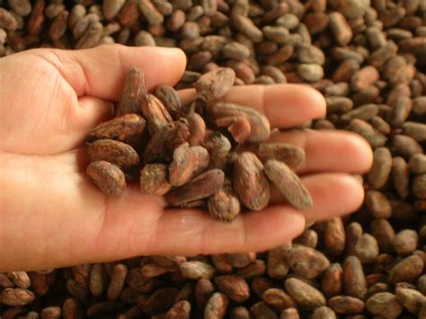 Project to introduce Cocoa cultivation to Rubber Plantations