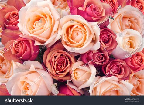 Background Pink Orange Peach Roses Stock Photo 497336377 | Shutterstock