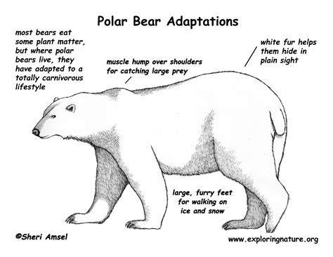 Adaptations of the Polar Bear
