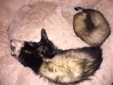 Is my ferret (on the left) fat?? I keep telling myself it's just winter ...