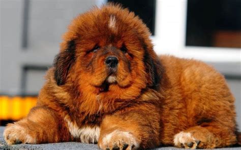 Pin by Siyanda on Four-Legged Friends | Mastiff dog breeds, Tibetan mastiff dog, Tibetan mastiff