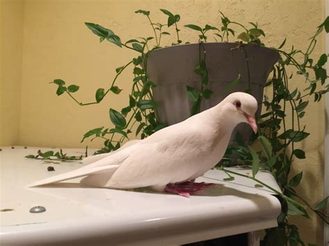 Do White Java Doves Make Good Pets? - PetHelpful