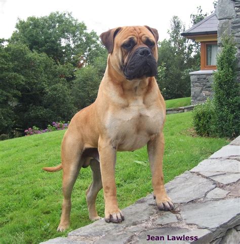 Bull Mastiff Dogs, Mastiff Breeds, Bull Terriers, Terrier Mix, Giant ...