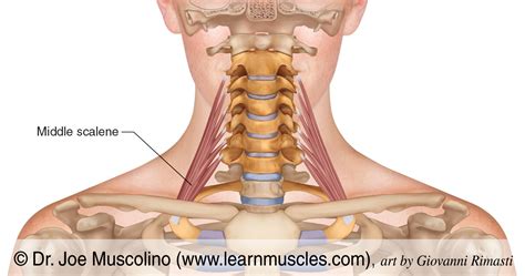 Middle Scalene - Learn Muscles