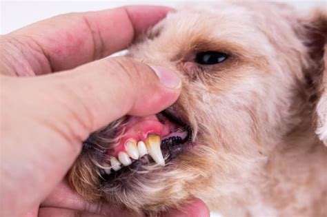 Periodontal Disease in Dogs: Symptoms, Causes & Treatment