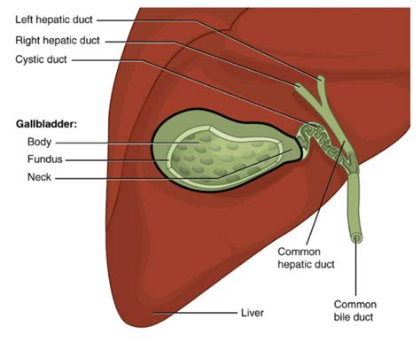 Why Gallbladder Surgery? My Battle with Gallbladder Pain | Part 1