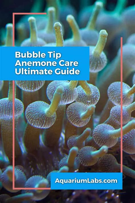 Bubble Tip Anemone Care Ultimate Guide for Success with BTAs