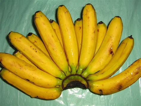 BANANA (LACATAN) | These bananas are called "lacatan" in Phi… | PINOY PHOTOGRAPHER | Flickr