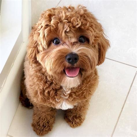 Cavapoo Puppies: Information, Characteristics, Facts, Videos #cavapoo #cavapoopuppies # ...