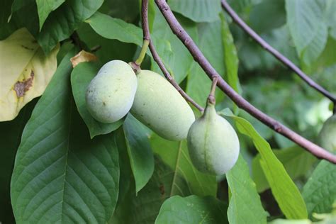 Growing the Pawpaw Tree