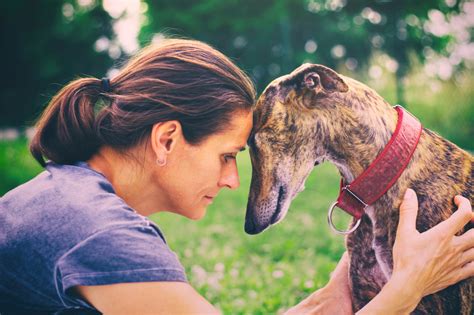 Greyhound Training Class - Dog's Best Friend Training