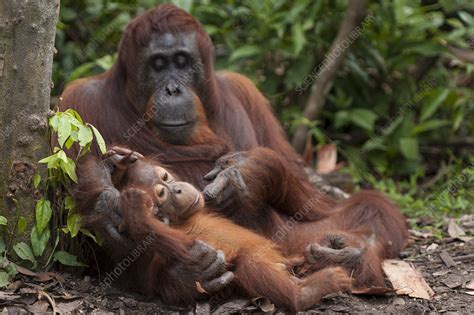 Bornean Orangutan mother and baby - Stock Image - F023/3003 - Science Photo Library