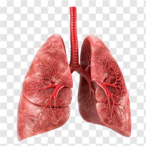 Common Lung Diseases Symptoms Causes And Treatments, Spirometry ...