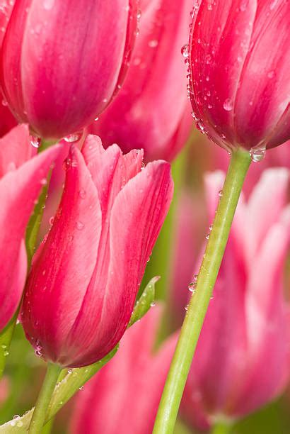 1,700+ White Tulips With Water Drops Stock Photos, Pictures & Royalty-Free Images - iStock