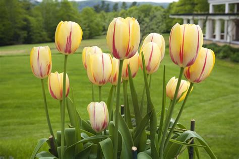 How to Plant and Care for Tulips