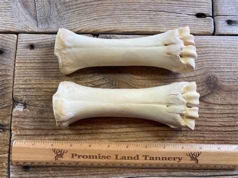 Pair of Cow Cannon Bones Real Bones Lot No. 230302-DD - Etsy