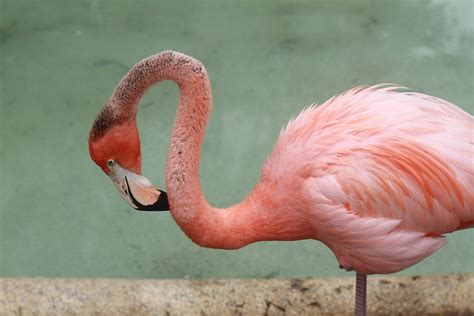 Flamingo Bird Tropical - Free photo on Pixabay - Pixabay