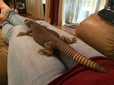 Uromastyx Egyptian | Uromastyx, Uromastyx lizard, Crocodile species