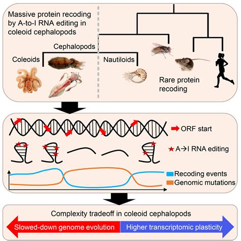 How octopuses, squid, and cuttlefish defy genetics' 'central dogma'