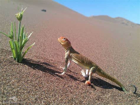 Striped Toad Agama, Lut desert, seen also around Gonabad and Torbat Heidariyeh - South Khorasan ...