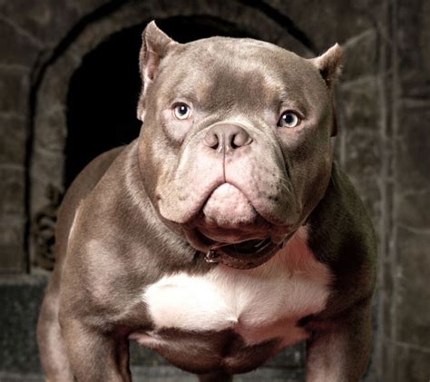 Is the Micro Bully the Smallest Luxury Bully Breed for You? – PawSafe