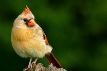 Female Northern Cardinal Close-up Free Stock Photo - Public Domain Pictures