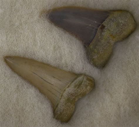 COLLECTION OF PREHISTORIC SHARK TEETH