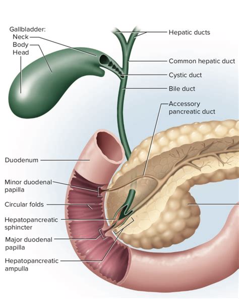 Ampulla of Vater - Cancer, Mass & Cadaver