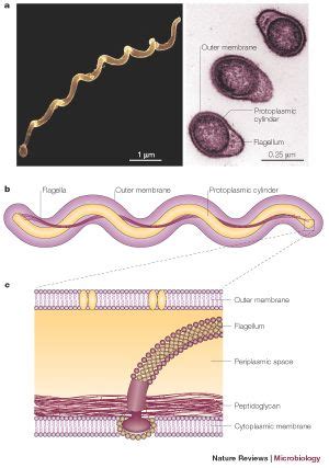 Borrelia burgdorferi - microbewiki