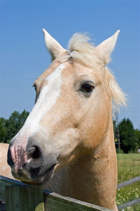 Horse Head Portrait Free Stock Photo - Public Domain Pictures
