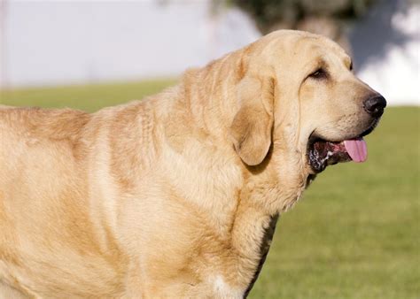 Dog Spanish Mastiff: traits and pictures