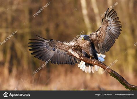 White Tailed Eagle Natural Habitat — Stock Photo © kwasny222 #218242428