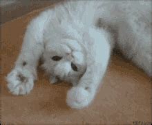 Cat Waving GIFs | Tenor