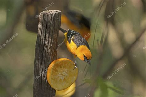 Altamira Oriole Feeding — Stock Photo © wildnerdpix #130428044