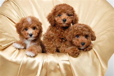 Free download Poodle Puppies Wallpaper 1092 X 731 101470 HD Wallpaper ...