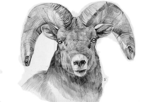 Bighorn Sheep Drawing at PaintingValley.com | Explore collection of Bighorn Sheep Drawing