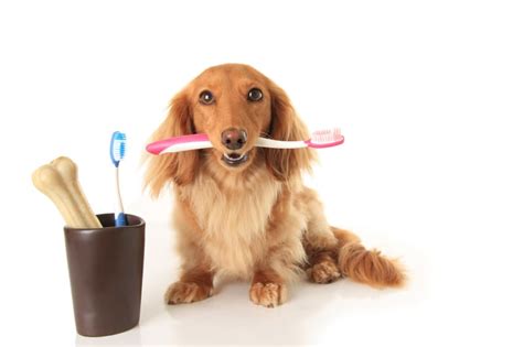 The Importance Of Dog Dental Care | New Ulm Vet