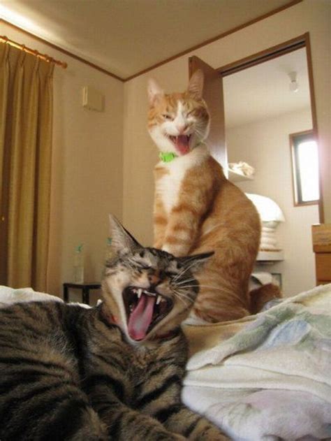 Excited Cats - 1Funny.com