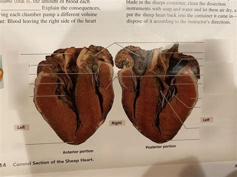 sheep heart Diagram | Quizlet