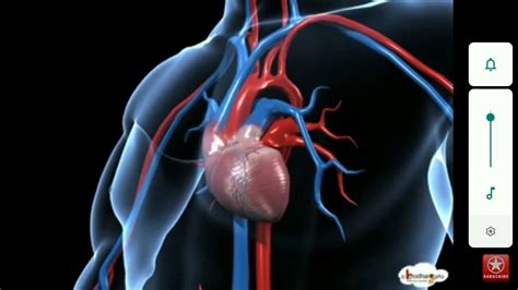 Heart working process 3D - YouTube