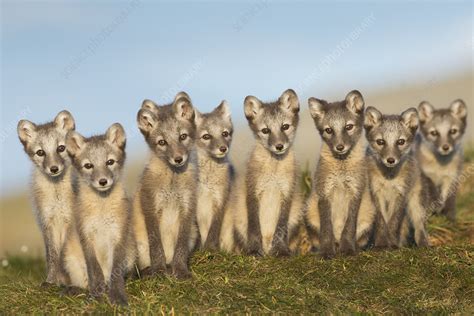 Arctic fox cubs - Stock Image - C041/2549 - Science Photo Library