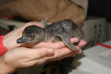 Popular chicks: Baby penguins hatch, Aquarium of the Pacific turns on ...